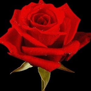 Meet your Posher, Starlite